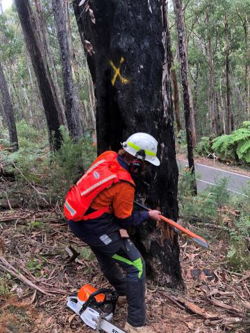 tree felling